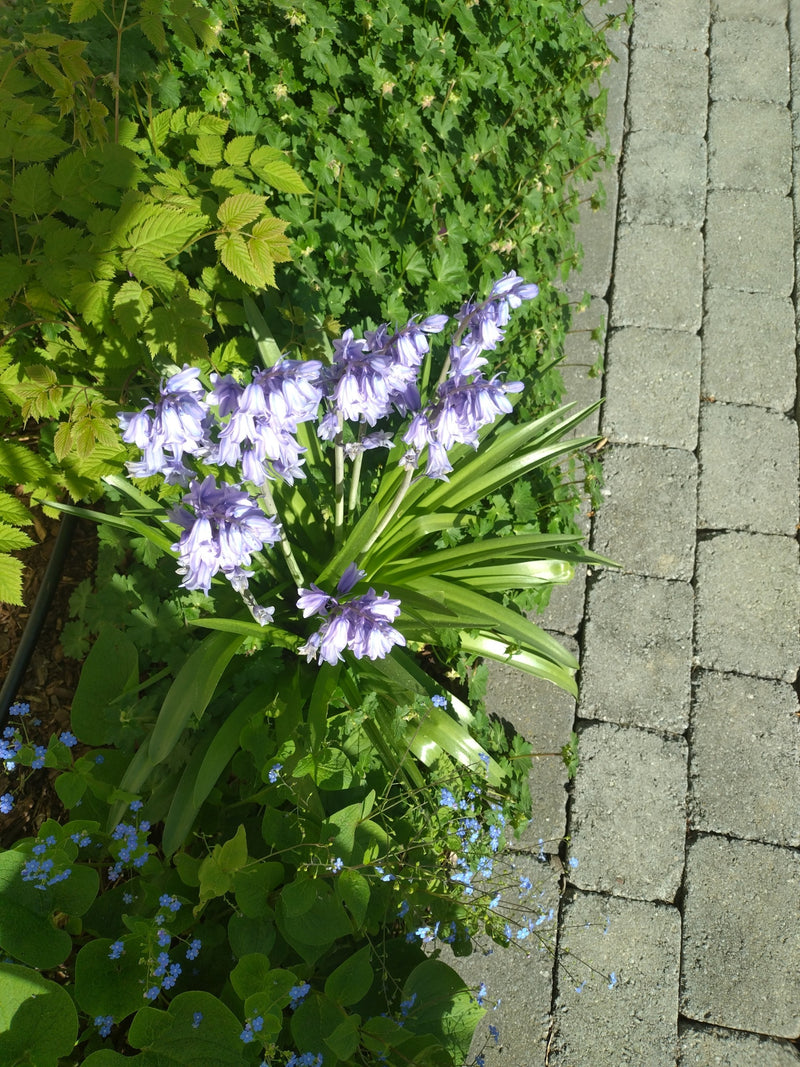 On peut voir une jacinthe des bois en fleurs avec des fleurs bleues en forme de cloche. Elle pousse dans un parterre de fleurs à côté d'un chemin pavé.