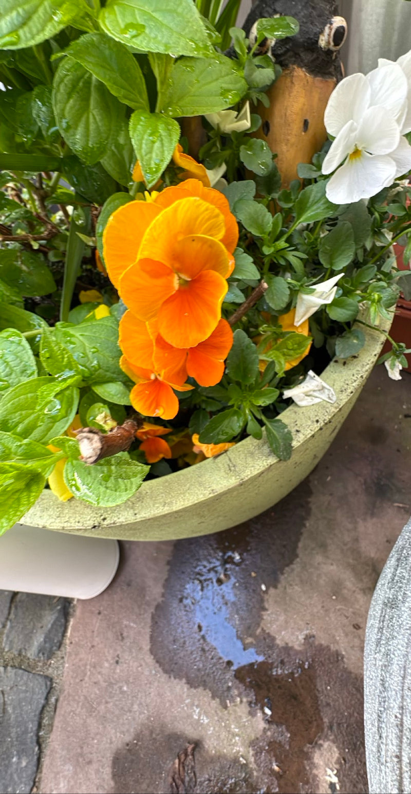 Pensées de jardin — Bild 2