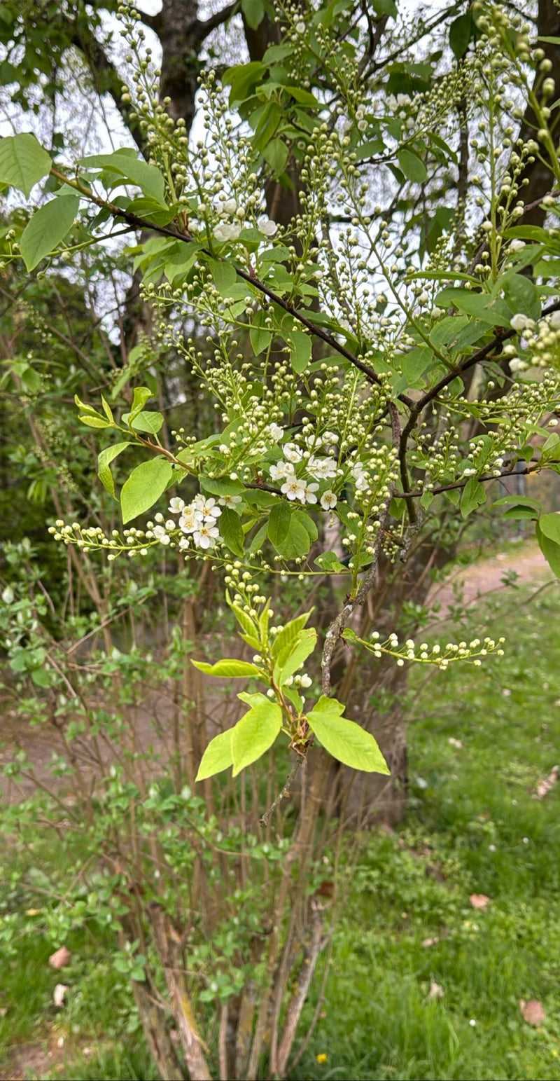 On aperçoit une branche de merisier à grappes avec des feuilles vertes fraîches, des bourgeons et de premières inflorescences blanches. La prise de vue montr...