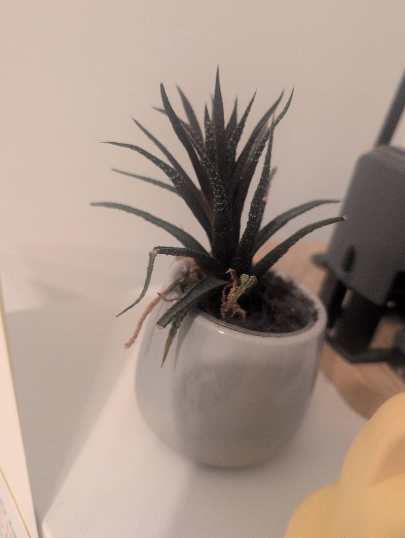 Haworthia zèbre — Bild 1