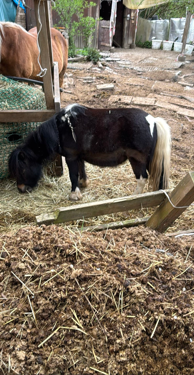 Un petit cheval domestique tacheté de noir et de blanc se tient dans une cour en train de manger du foin. Un autre cheval est partiellement visible à l'arriè...