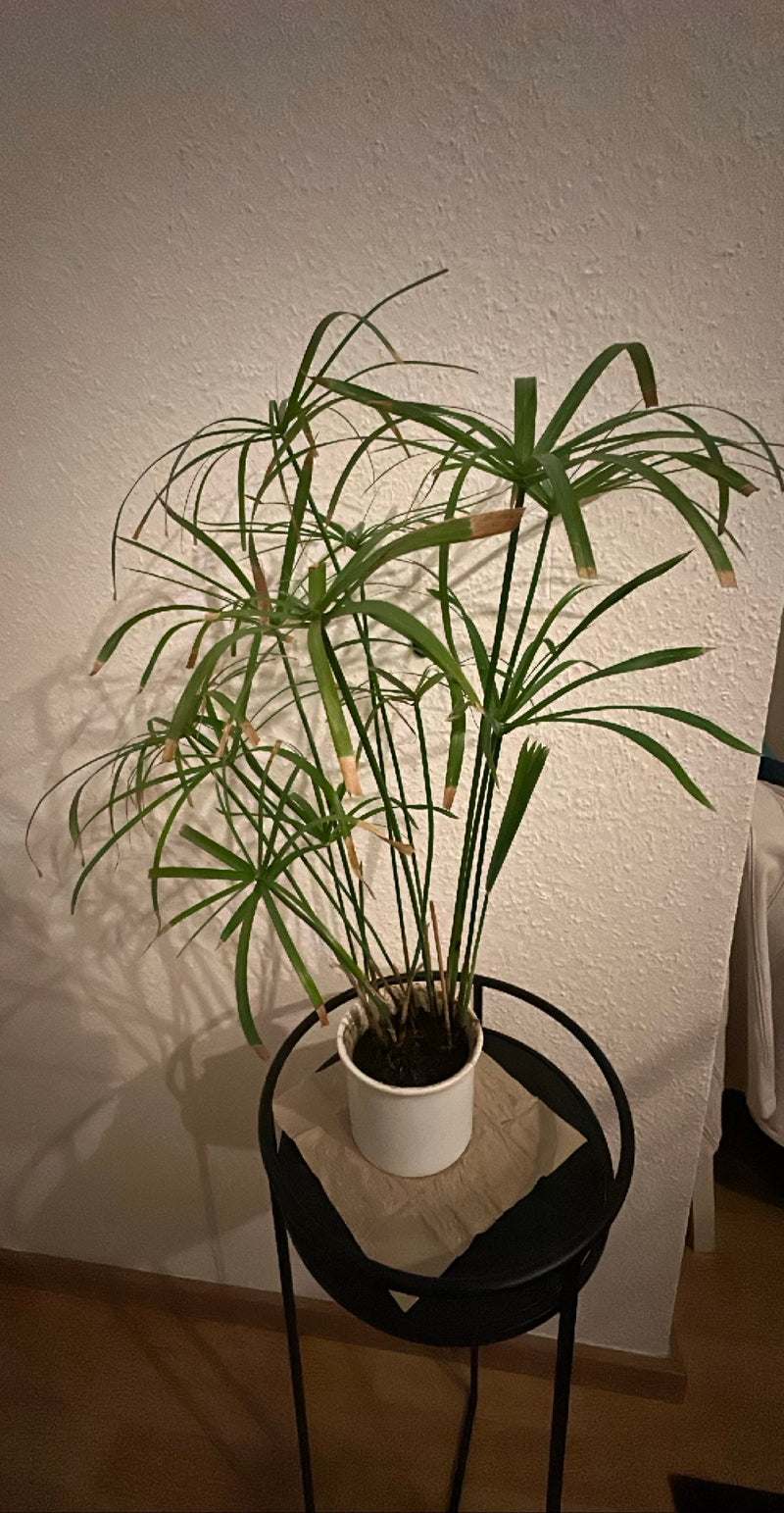 Herbe de Chypre à feuilles alternes — Bild 1