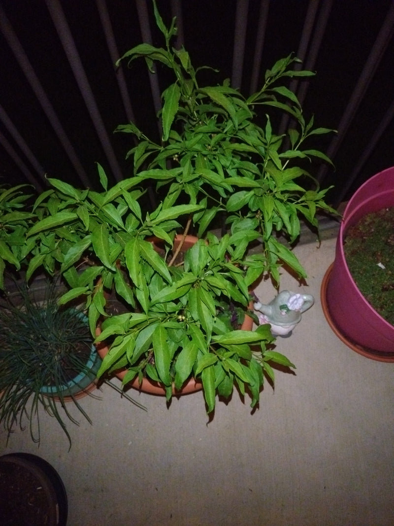 Verveine citronnée — Bild 1