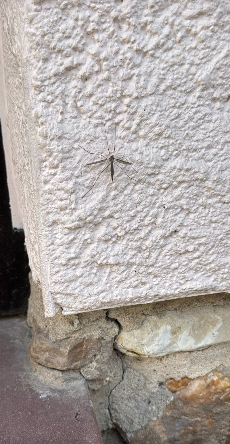 Une tipule repose sur un mur clair crépi. Ses longues pattes et ses ailes sont bien visibles.