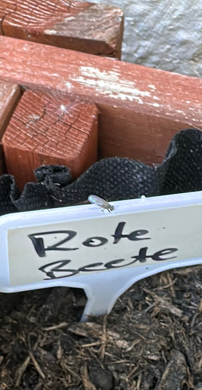 L'image montre un petit sciaride posé sur une étiquette de plante étiquetée dans un parterre.