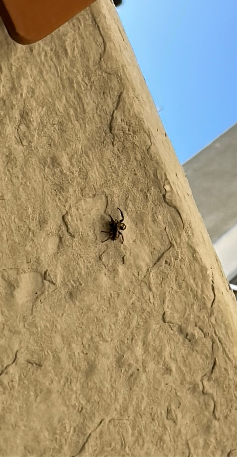 Une araignée sauteuse zébrée est assise sur un mur clair et structuré à l'extérieur. L'animal est bien visible.