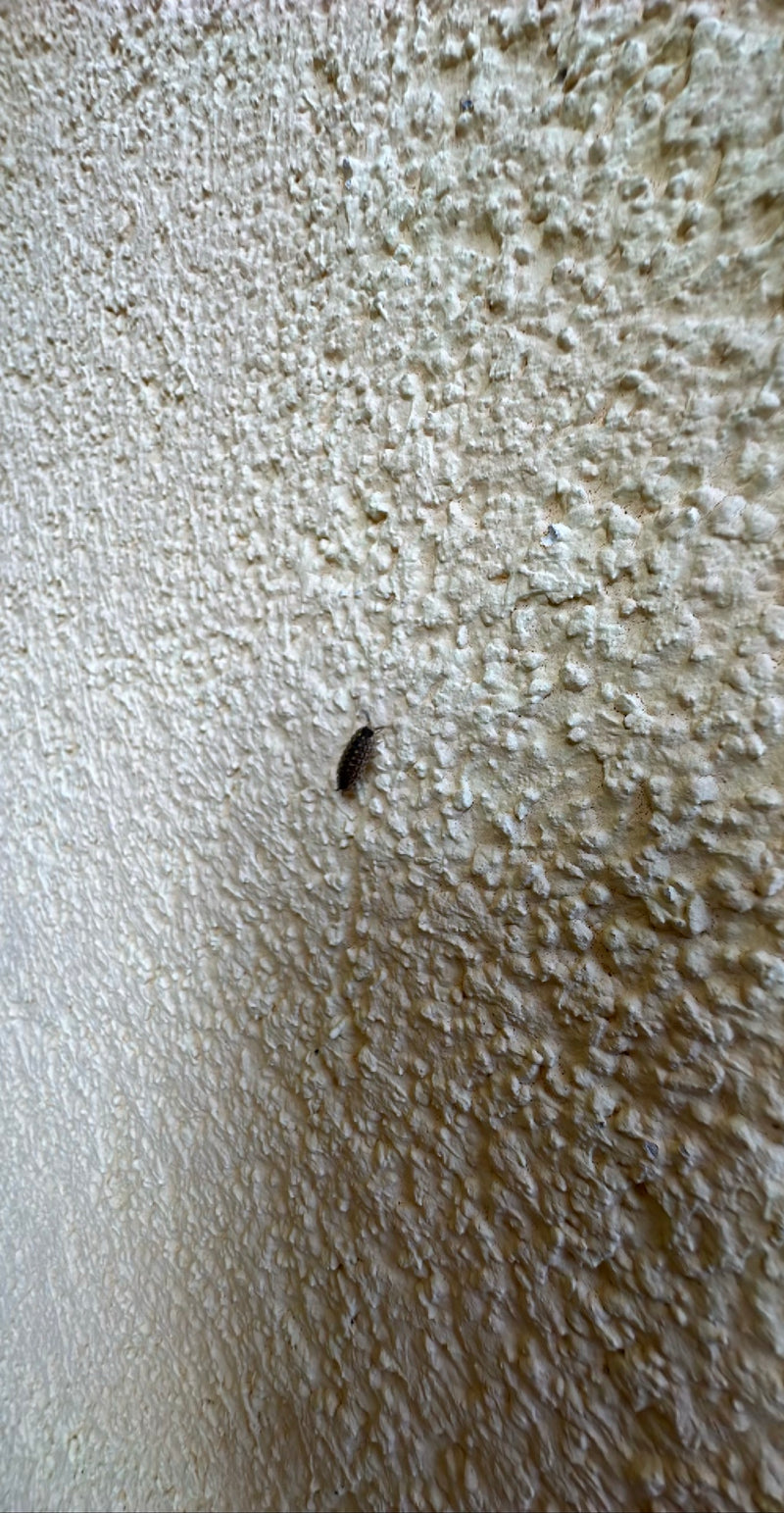 L'image montre un clopouorte rampant sur le mur rugueux d'une maison. Ce petit crustacé terrestre se caractérise par son corps ovale et gris foncé.