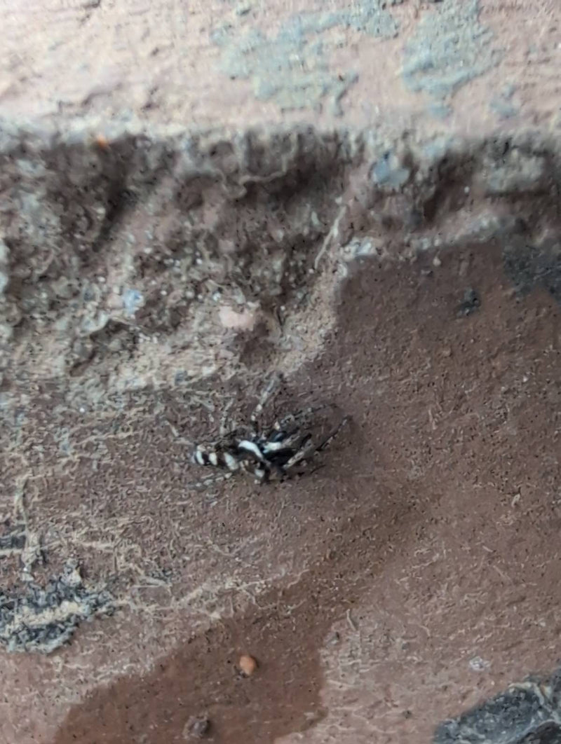Une araignée zébrée est assise sur un mur de pierre rugueux. L'animal rayé noir et blanc est bien visible.