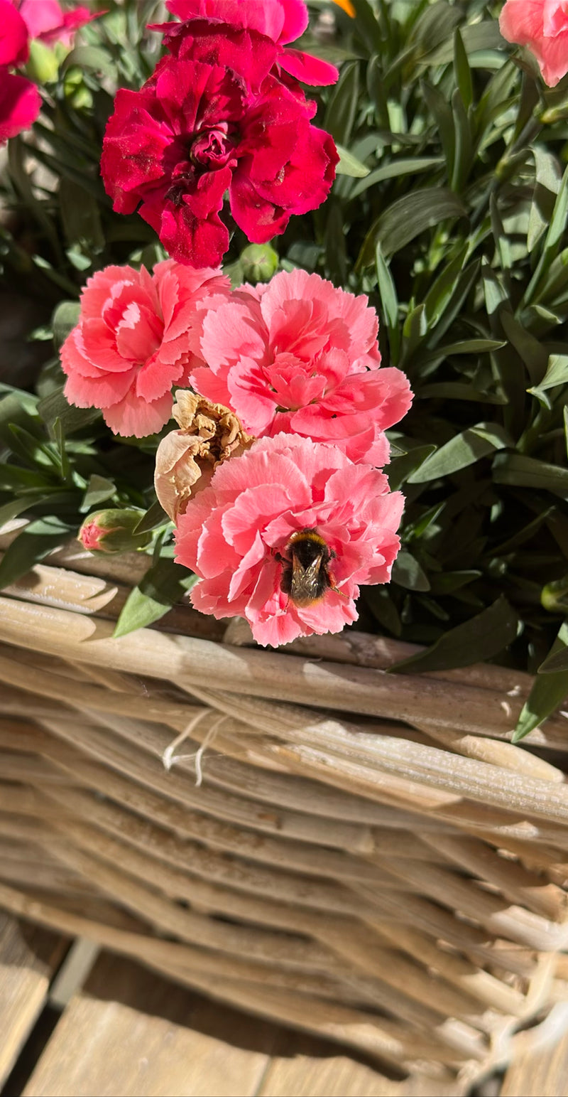 Un bourdon des prés est posé sur une fleur d'œillet rose dans un panier tressé. La photo montre l'insecte par-dessus en train de se nourrir.