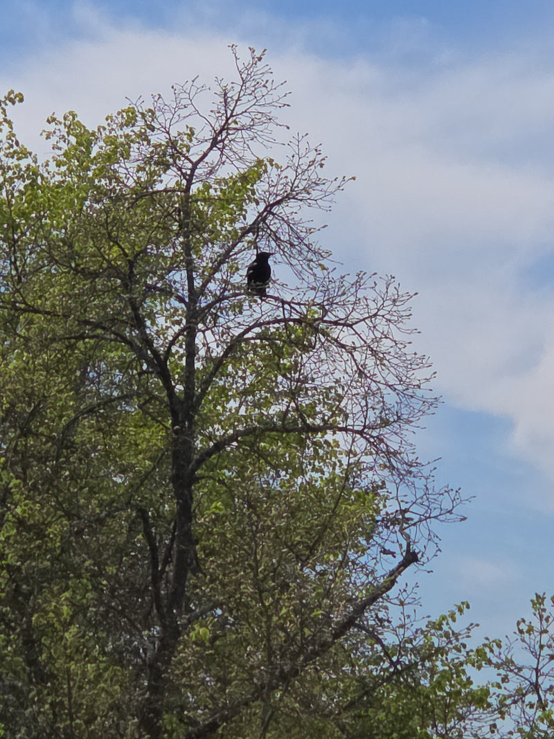 Une corneille noire est perchée dans les branches supérieures d'un arbre feuillu. Un ciel lumineux est visible en arrière-plan.