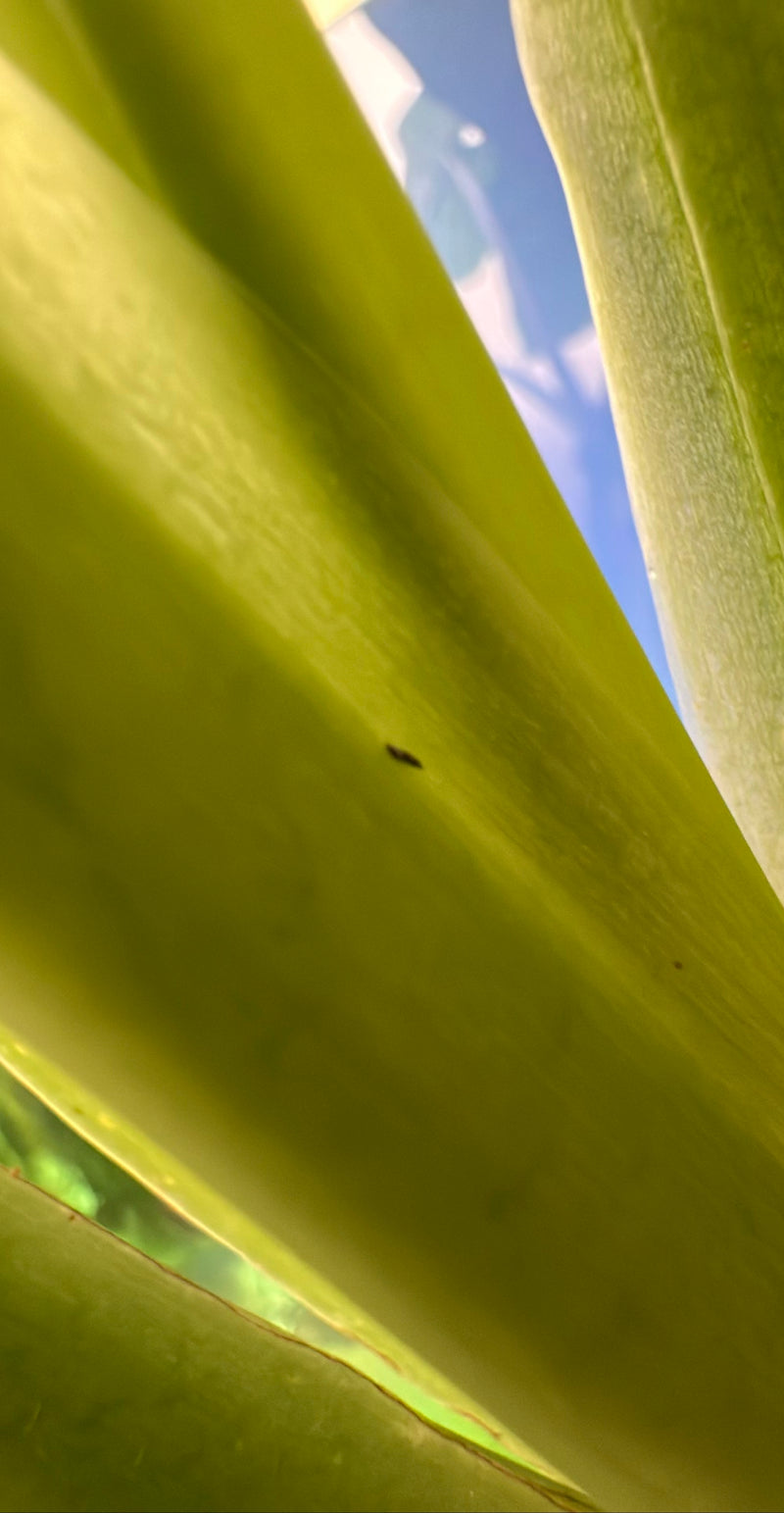 Thrips des petits fruits occidentaux — Bild 1