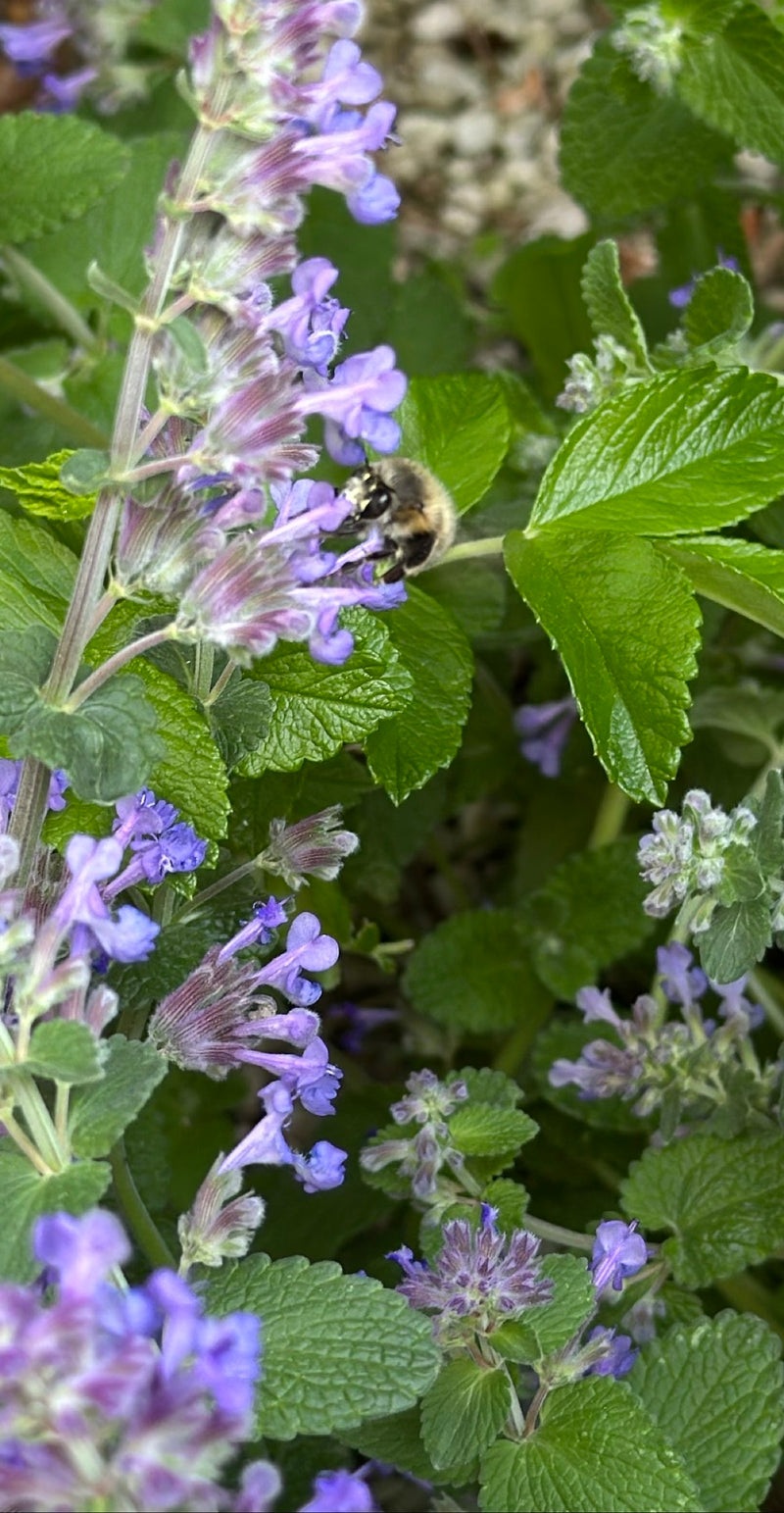 Une anthophore poilue est posée sur un épi de fleurs violettes pour récolter du nectar. L'environnement est caractérisé par des feuilles vertes.