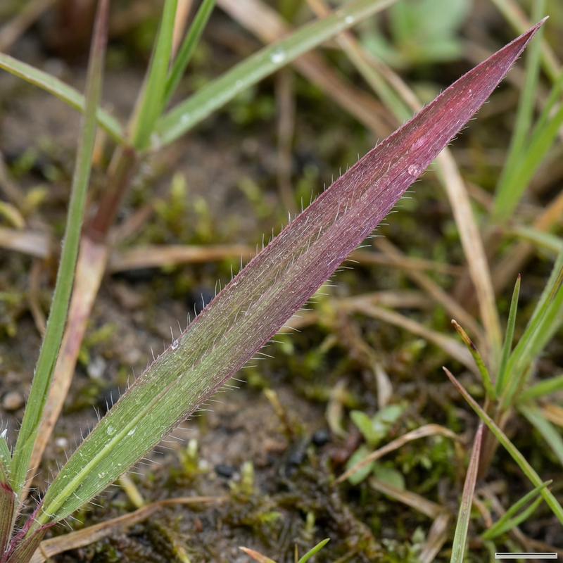 Herbe de sang japonaise