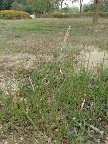 Herbe de sang japonaise — Bild 5