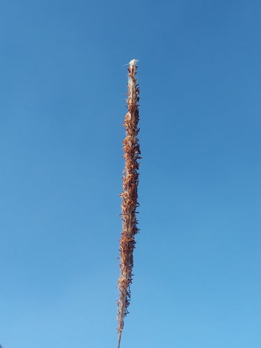 Herbe de sang japonaise — Bild 3