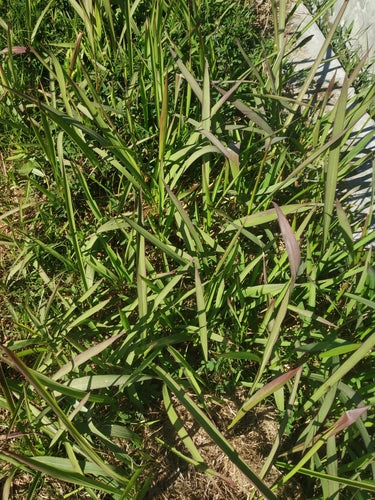 Herbe de sang japonaise — photo 4 sur 11