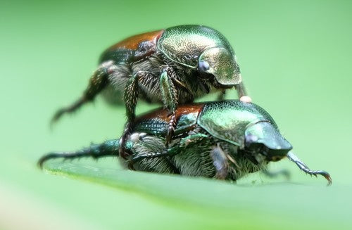 scarabée japonais — Bild 2