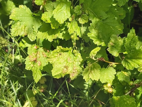 Puceron du cassis — Bild 4