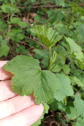 groseilles — Bild 5