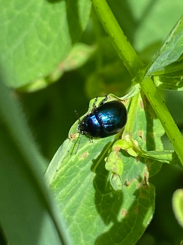 Coléoptère du millepertuis — photo 5 sur 9