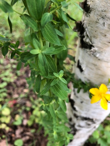 Johanniskraut - Bild 3