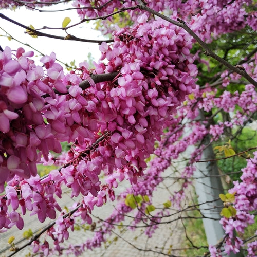 Naturaufnahme - Bild 3