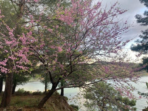 Arbre de Judée — Bild 4