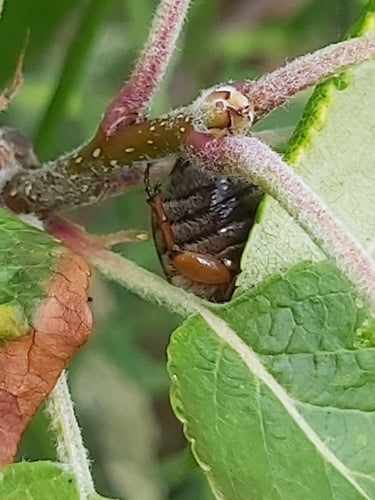 Coléoptère de juin — Bild 3