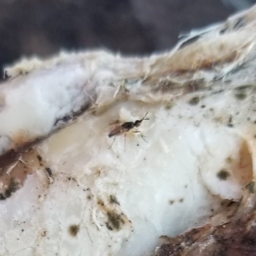 Le fromage vole — Bild 1
