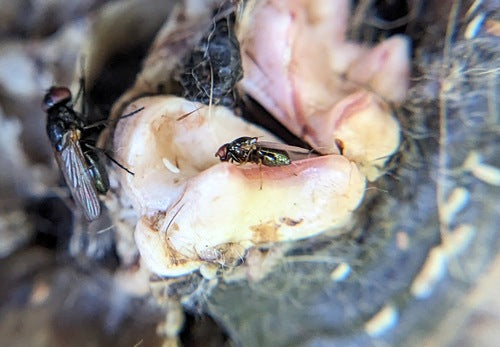 Le fromage vole — Bild 4