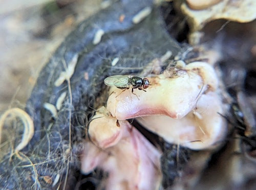 Le fromage vole — Bild 3