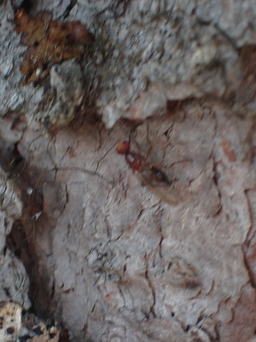 Le fromage vole — Bild 5