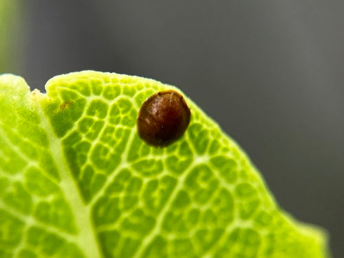 Cochenille du café — Bild 4