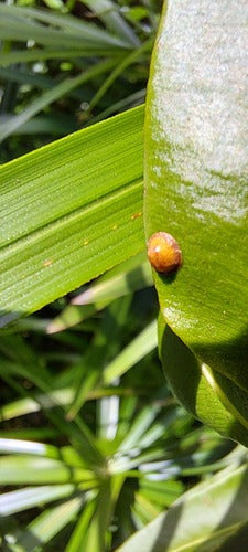 Cochenille du café — photo 4 sur 11