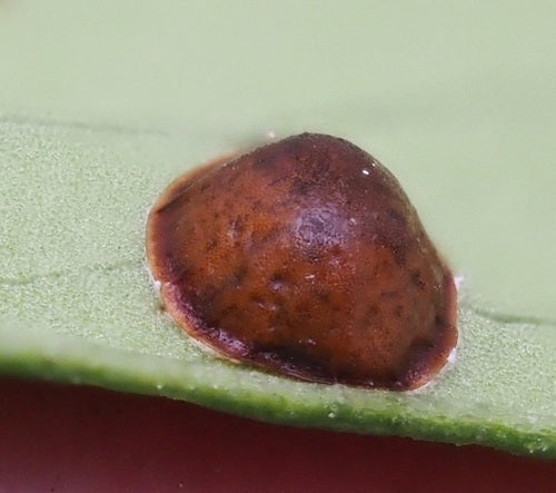Cochenille du café — Bild 5