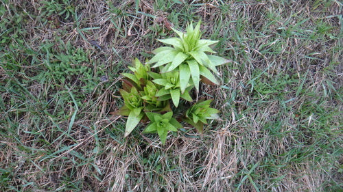 Couronne impériale — photo 3 sur 3