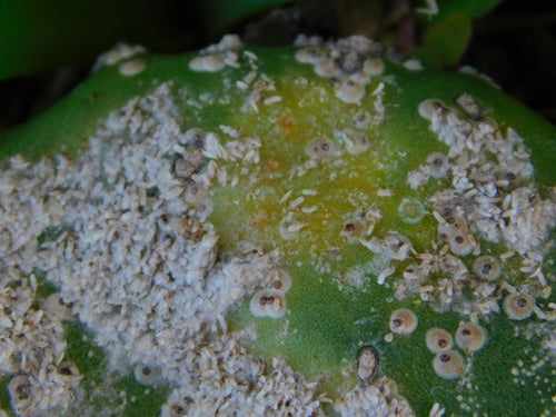 Cochenille du cactus — Bild 5