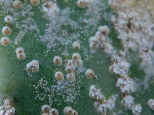 Cochenille du cactus — Bild 1