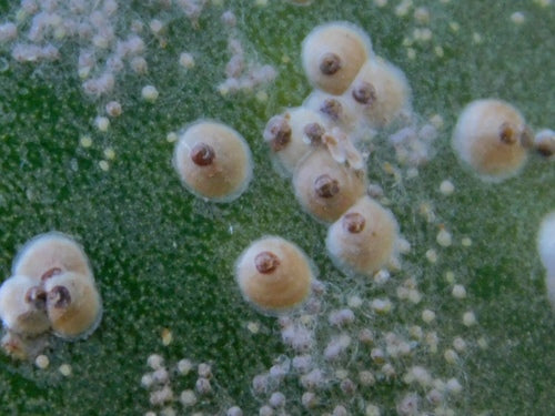 Cochenille du cactus — Bild 4