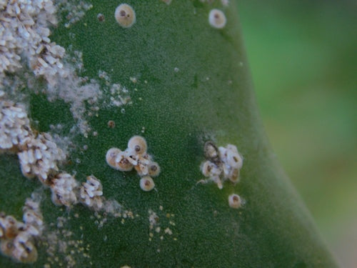 Cochenille du cactus — Bild 2