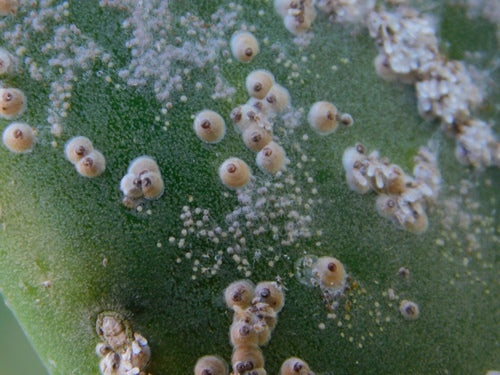Cochenille du cactus — Bild 3