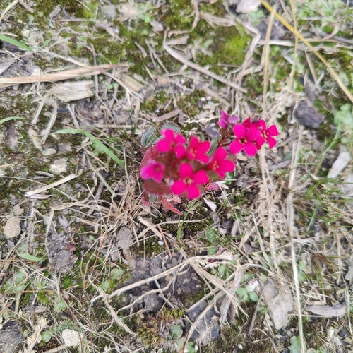 Kalanchoé — Bild 2
