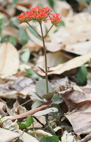 Kalanchoé — Bild 3