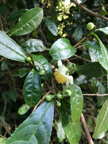 camélia — Bild 1