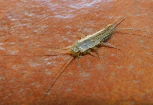 Poisson à crête — Bild 5