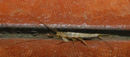 Poisson à crête — Bild 4