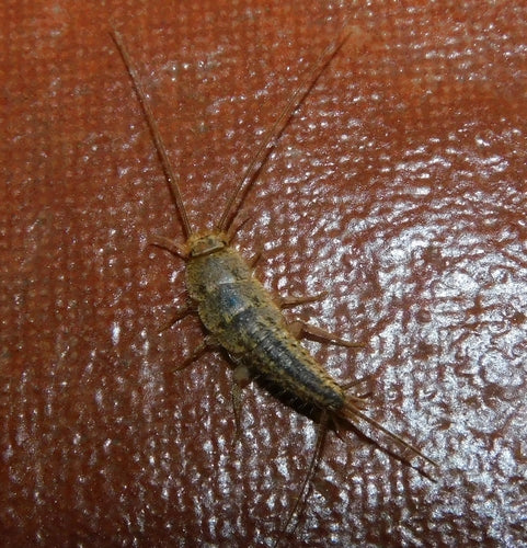 Poisson à crête — Bild 3