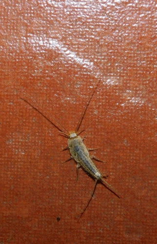 Poisson à crête — Bild 2