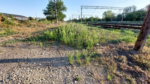 Vergerette canadienne — Bild 3