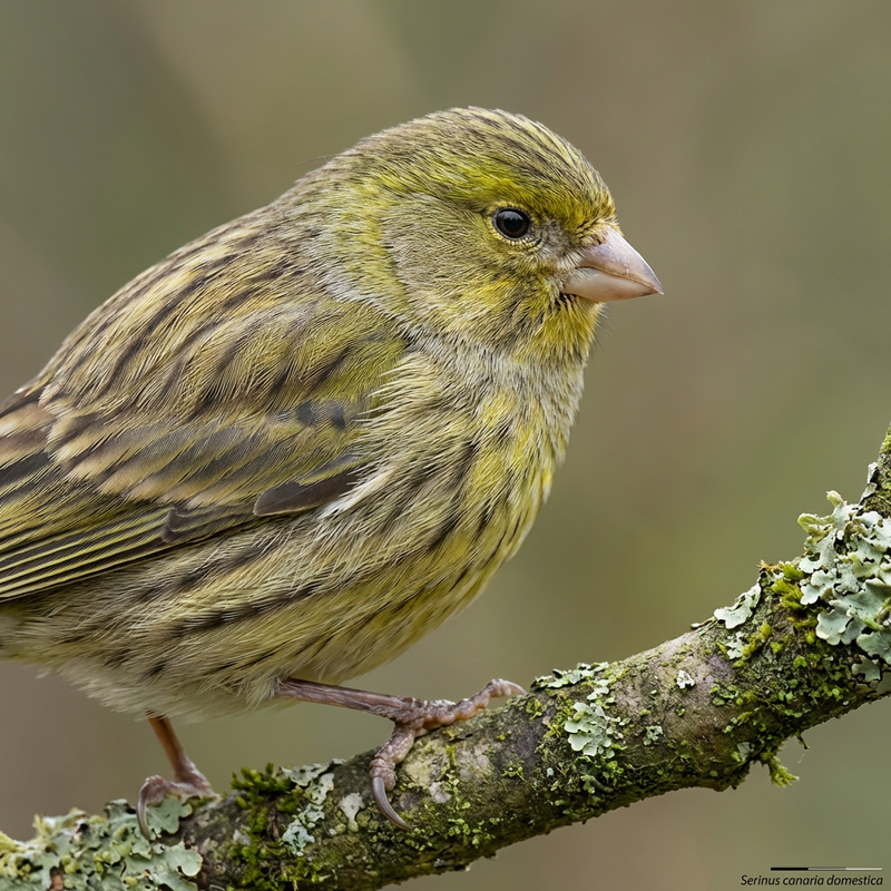 canari